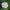 Silvery Rose Strawflower Seed