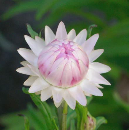 Silvery Rose Strawflower Seed