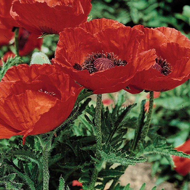 Poppy Seeds Orientale Beauty of Livermere