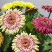 Gerbera Seeds Strawberry Twist