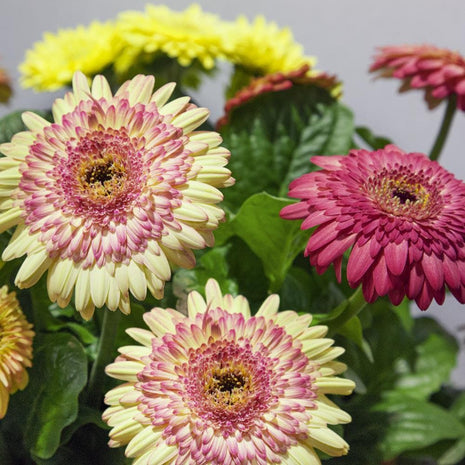 Gerbera Seeds Gerbera Cartwheel Strawberry Twist