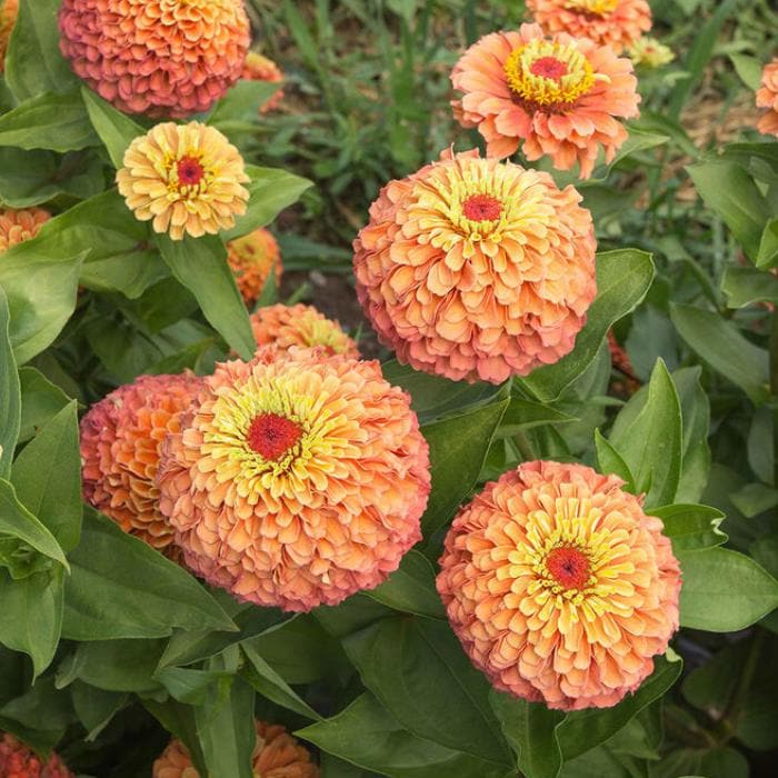 Queeny Lime Orange Zinnia Seeds