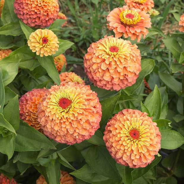 Queeny Lime Orange Zinnia Seeds
