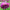 Zinnia Seed Purple Prince Seed