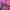 Petunia Easy Wave Pink Passion Seeds