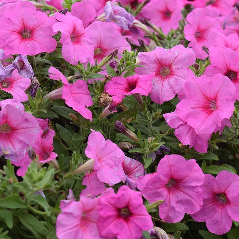 Petunia Easy Wave Pink Passion Seeds