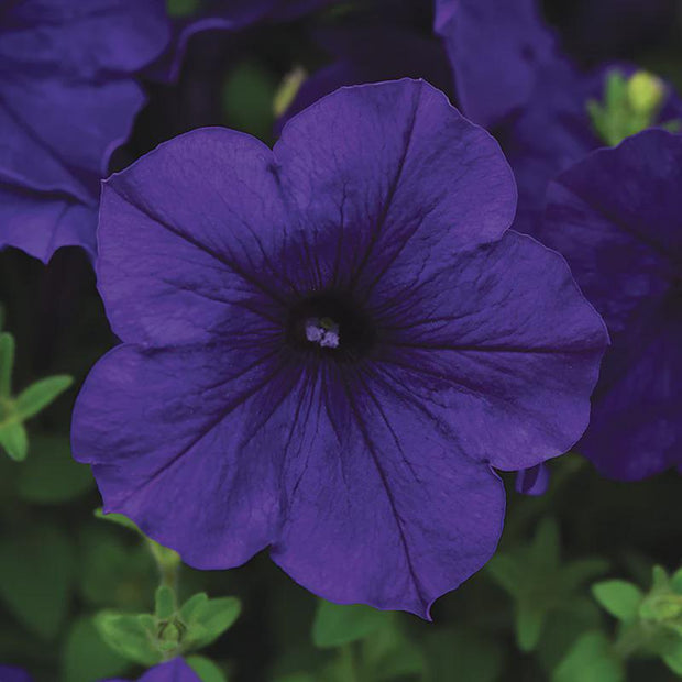 Petunia E3 Easy Wave Blue Seeds