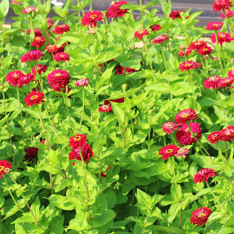 Benary's Giant Deep Red Zinnia Seeds