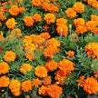 Bonanza Deep Orange Marigold Seeds