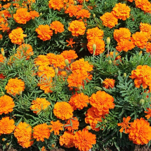 Bonanza Deep Orange Marigold Seeds