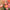 Strawflower Seeds King Size Salmon