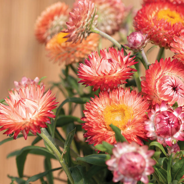 Strawflower Seeds King Size Salmon