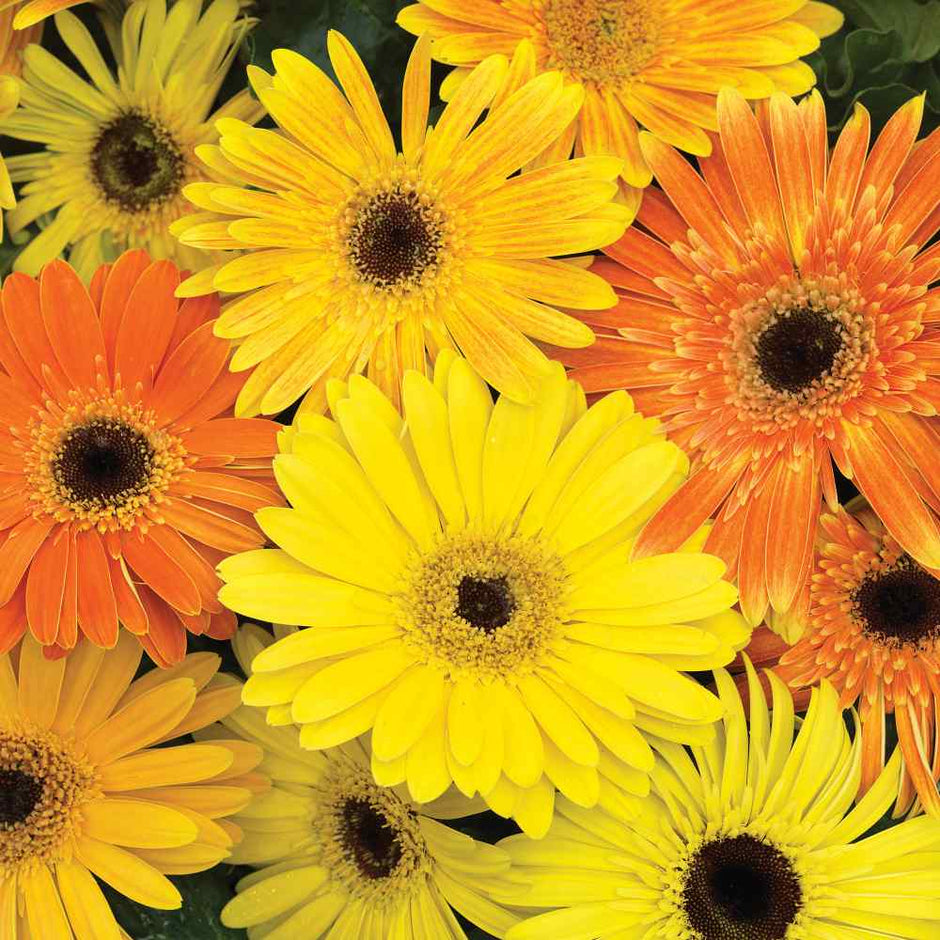 Gerbera  Jaguar Fire Dark Eye Mix