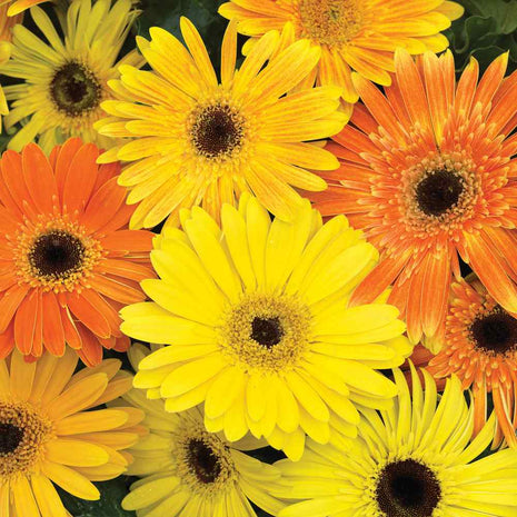 Gerbera  Jaguar Fire Dark Eye Mix