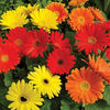 Gerbera Bengal Mix Seed
