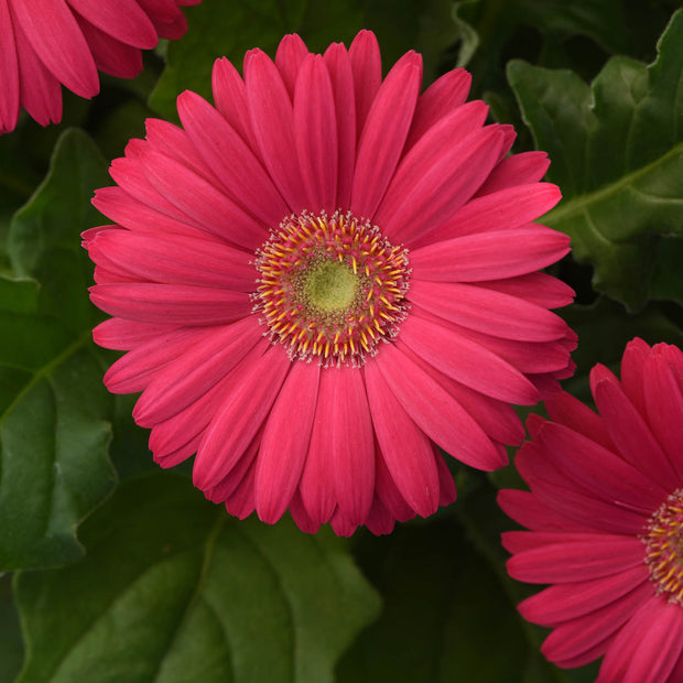 Gerbera Revolution Pink w/ Green Center