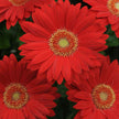 Gerbera Revolution Red w/ Light Eye