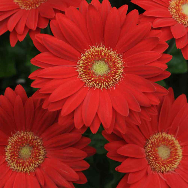 Gerbera Revolution Red w/ Light Eye