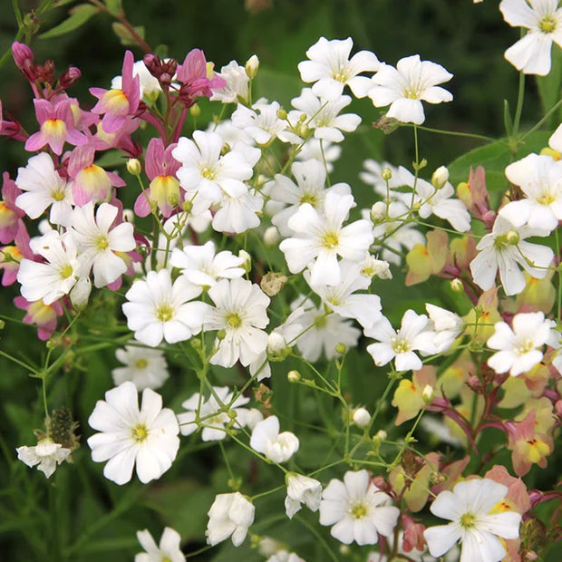 Heirloom Gypsophila Covent Garden Seed