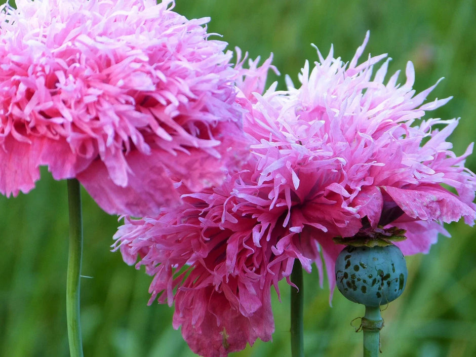 Poppy Seeds Cotton Candy Poppy seeds