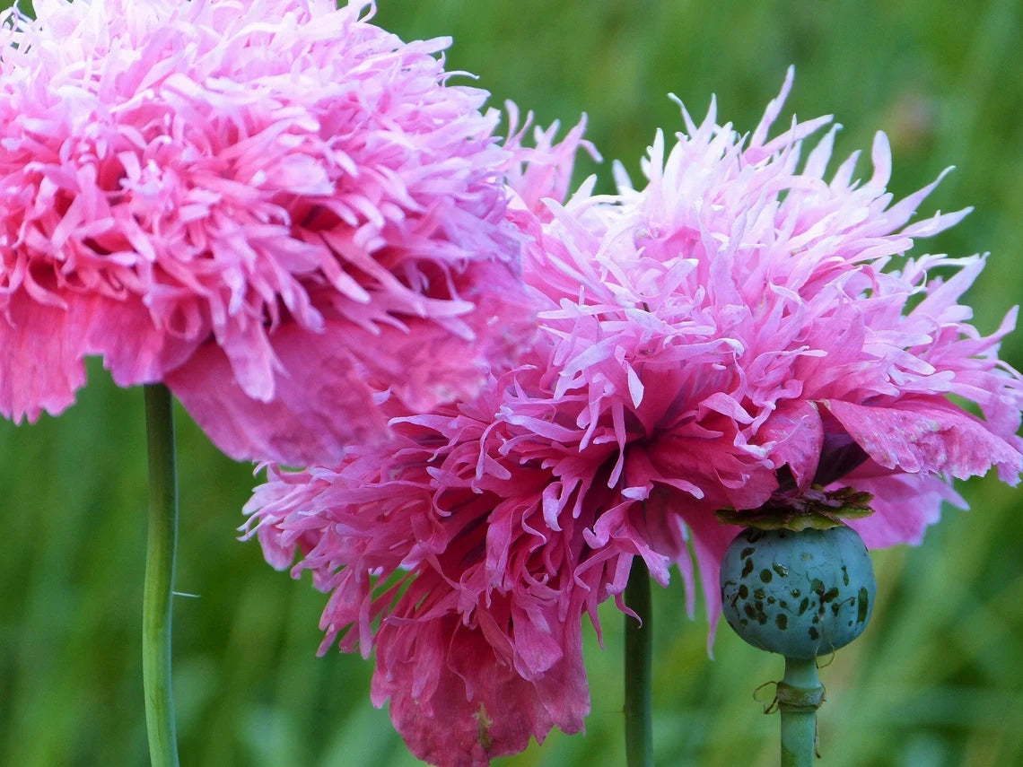 Poppy Seeds Cotton Candy Poppy seeds