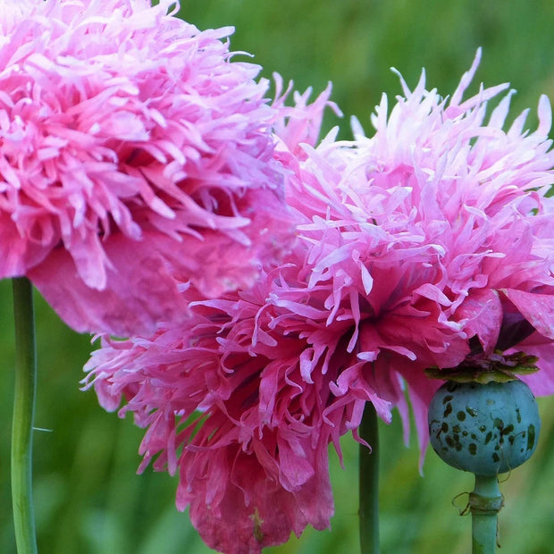 Poppy Seeds Cotton Candy Poppy seeds