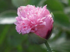 Poppy Seeds Cotton Candy Poppy seeds