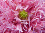 Poppy Seeds Cotton Candy Poppy seeds