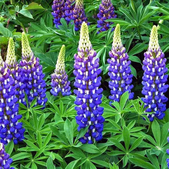The Governor Lupine Seed