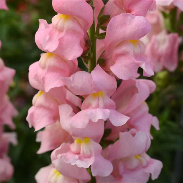 Potomac Pink Pelleted Snapdragon Seeds