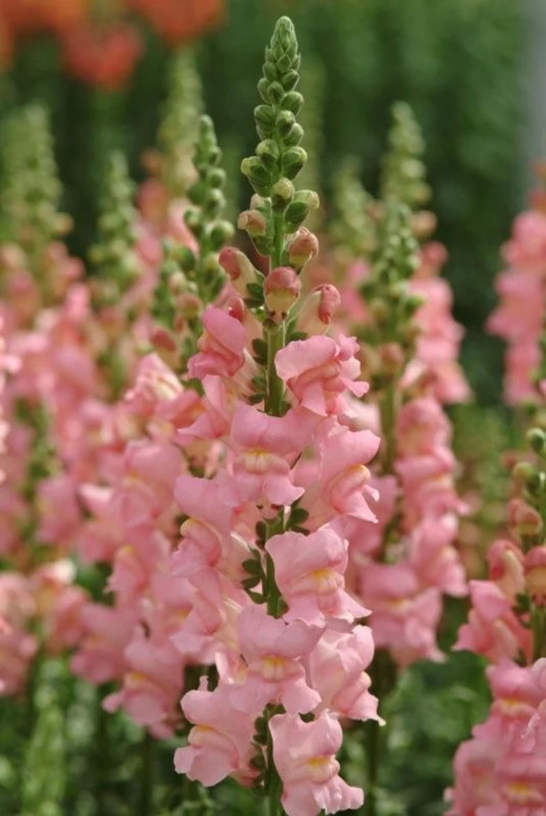 Potomac Pink Pelleted Snapdragon Seeds