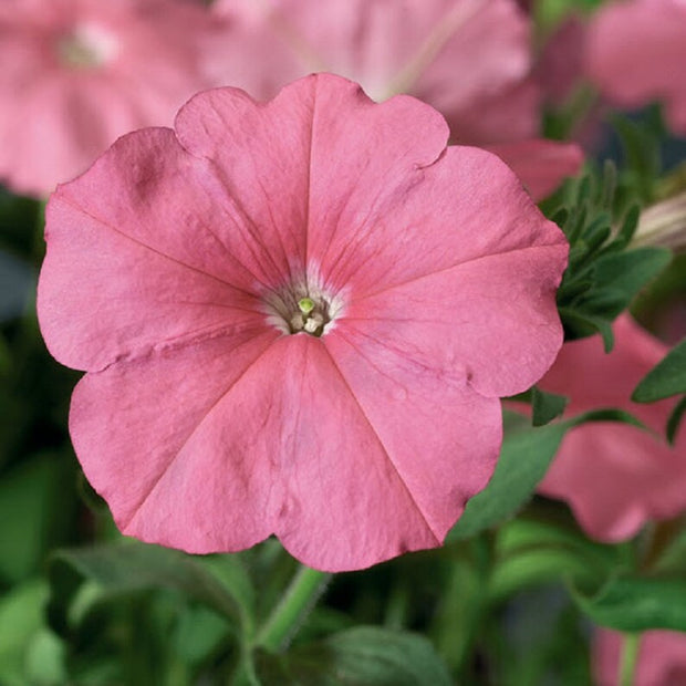 Hurrah Salmon Petunia Pelleted Seeds
