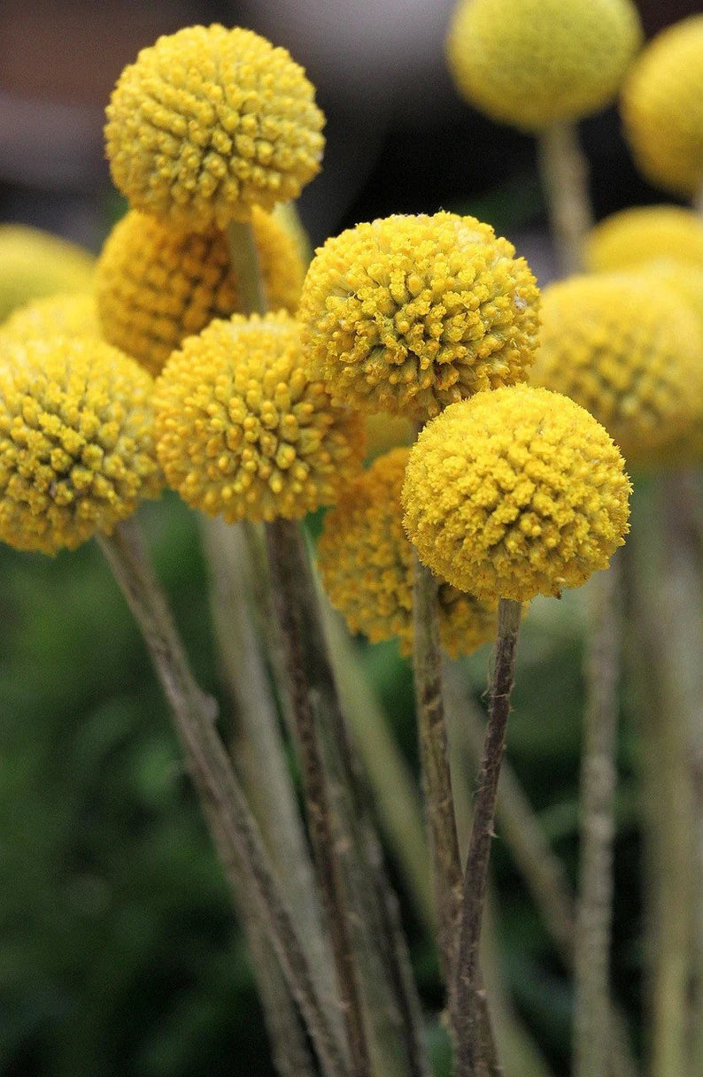 Billy Buttons (Craspedia globosa)