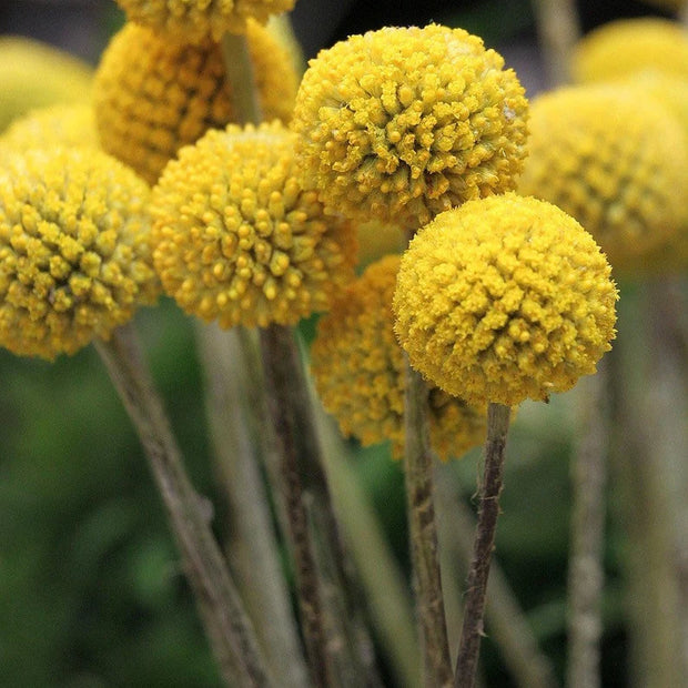 Billy Buttons (Craspedia globosa)