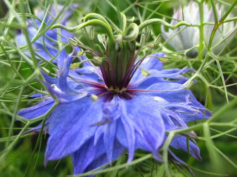 LOVE IN A MIST Seeds  Organic