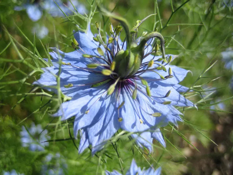 LOVE IN A MIST Seeds  Organic