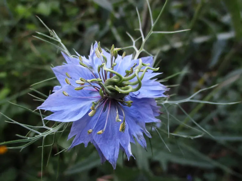 LOVE IN A MIST Seeds  Organic