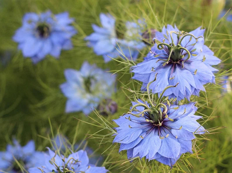 LOVE IN A MIST Seeds  Organic