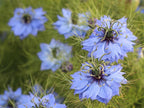 LOVE IN A MIST Seeds  Organic