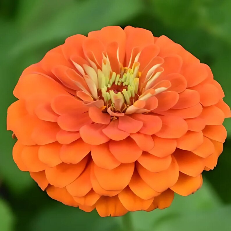 Fruity Beauty Mix Zinnia  Seeds Wild Flower Seeds