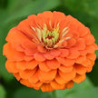Fruity Beauty Mix Zinnia  Seeds Wild Flower Seeds