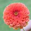 Fruity Beauty Mix Zinnia  Seeds Wild Flower Seeds