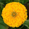 Fruity Beauty Mix Zinnia  Seeds Wild Flower Seeds