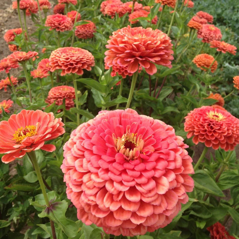 Coral Beauty Zinnia Seeds  Zinnia elegans.