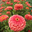 Coral Beauty Zinnia Seeds  Zinnia elegans.