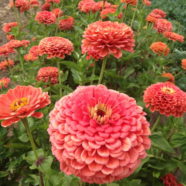 Coral Beauty Zinnia Seeds  Zinnia elegans.