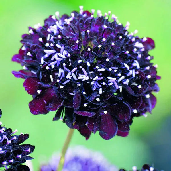 Black Knight  Scabiosa Seeds