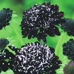 Black Knight  Scabiosa Seeds