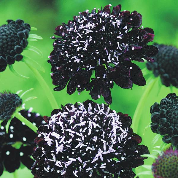Black Knight  Scabiosa Seeds