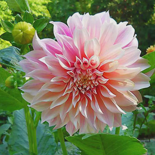 Cafe Au Lait Dahlia Tuper